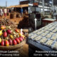 Raw African cashews versus processed Vietnamese kernels, highlighting the Africa cashew processing value gap.