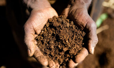 Close-up of weathered hands holding rich African soil, representing the connection between people, land, and sustainable farming.