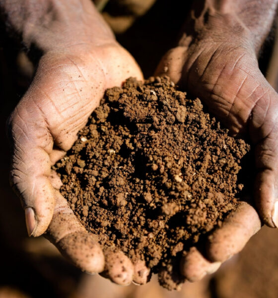 Close-up of weathered hands holding rich African soil, representing the connection between people, land, and sustainable farming.