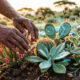 Indigenous African plants and biodiversity containing generations of traditional knowledge at risk of exploitation by artificial intelligence without proper documentation