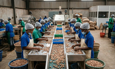 Cashew processing factory in Ghana with workers sorting raw cashew nuts on an industrial production line