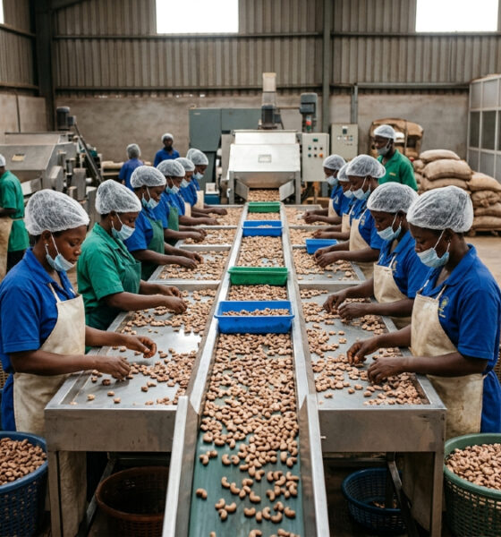 Cashew processing factory in Ghana with workers sorting raw cashew nuts on an industrial production line
