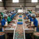 Cashew processing factory in Ghana with workers sorting raw cashew nuts on an industrial production line