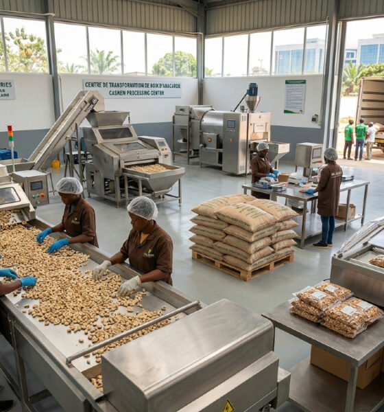 Modern agro-processing facility in West Africa capturing value in the African agribusiness value chain.