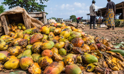 Post-harvest fruit waste in Africa showing mangoes spoiling due to lack of preservation infrastructure