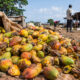 Post-harvest fruit waste in Africa showing mangoes spoiling due to lack of preservation infrastructure