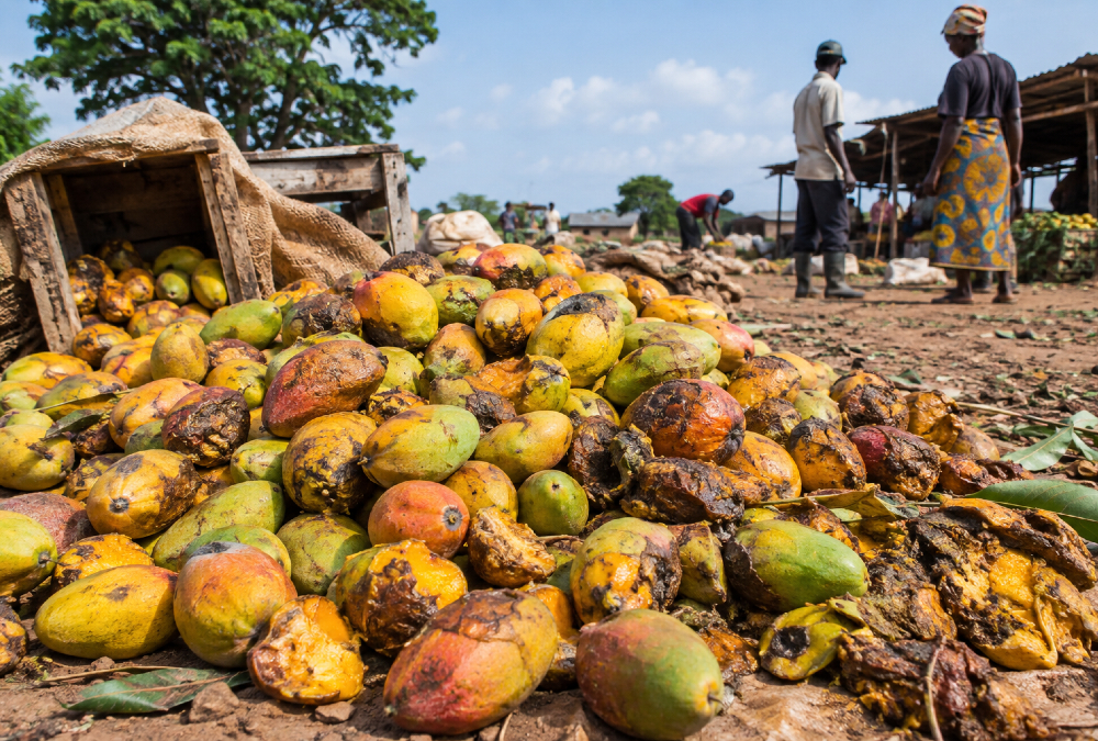Post-harvest fruit waste in Africa showing mangoes spoiling due to lack of preservation infrastructure