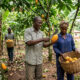 African cocoa farmers harvesting cocoa for domestic processing and consumption in Nigeria