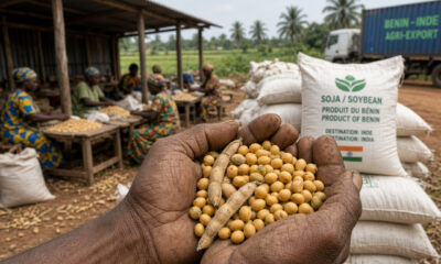 Soybeans in a farmer’s hands at a Benin or Togo cooperative, representing Africa-India soybean trade