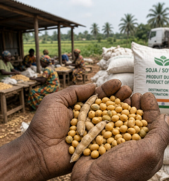 Soybeans in a farmer’s hands at a Benin or Togo cooperative, representing Africa-India soybean trade