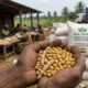Soybeans in a farmer’s hands at a Benin or Togo cooperative, representing Africa-India soybean trade