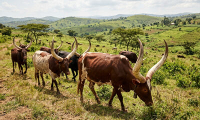 Ankole cattle with long curved horns grazing in southwestern Uganda, representing high-value African livestock and the potential for African economic value capture.