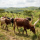 Ankole cattle with long curved horns grazing in southwestern Uganda, representing high-value African livestock and the potential for African economic value capture.