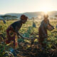 African women farmers working in a field, representing the backbone of the continent's food security and climate adaptation efforts.